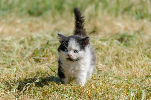 Black kitten walking in green grass — Stock Photo, Image
