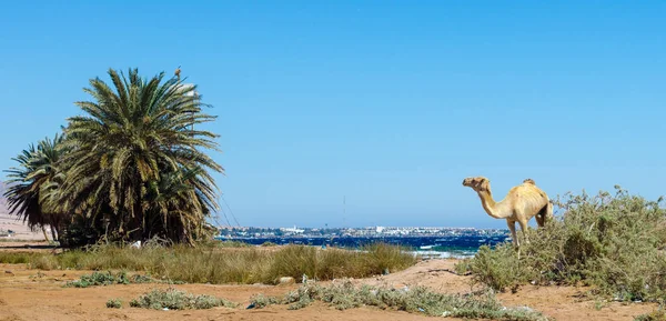 Eenzame dunne kameel in de struik aan de rode zee — Stockfoto