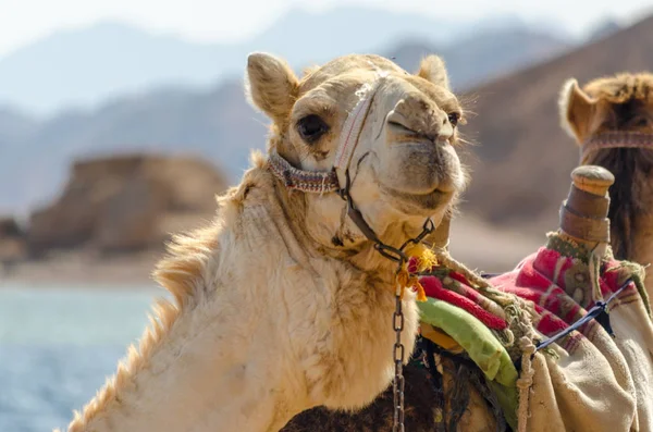 Porträtt av kamel på kusten av havet i Egypten Dahab South Sinai — Stockfoto