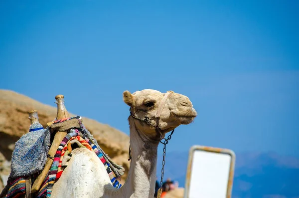 Porträtt av en kamel med blank tecken i Egypten Dahab södra Sinai — Stockfoto