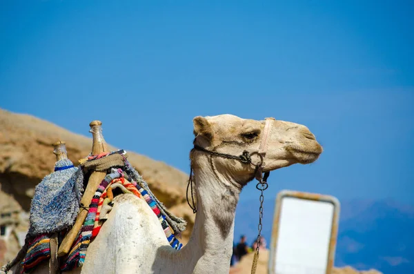 Retrato de un camello con un signo en blanco en Egipto Dahab Sur Sinaí — Foto de Stock