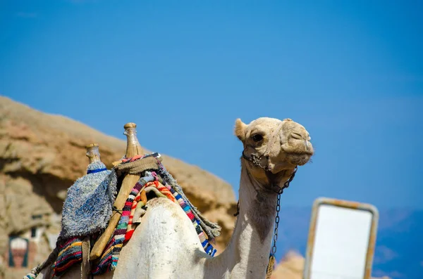 Porträtt av en kamel med blank tecken i Egypten Dahab södra Sinai — Stockfoto