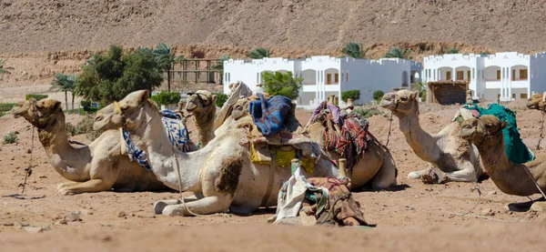 Kamel husvagn vilar mot vita byggnader — Stockfoto