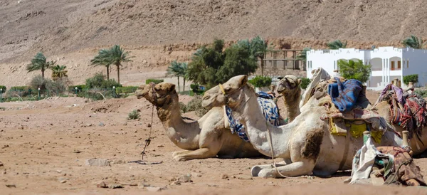 Caravana de camelo repousa contra edifícios brancos — Fotografia de Stock