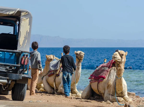 Deux chameaux et les garçons locaux sur la côte de la mer en Egypte Dahab Sinaï du Sud — Photo