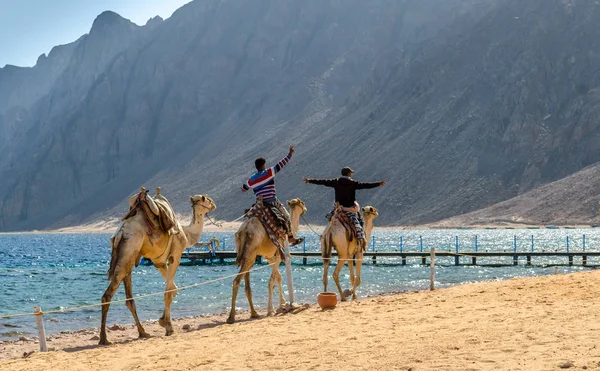 Two egyptian boys riding a camel — Stock Photo, Image