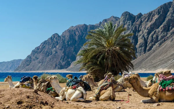 Caravana camelos deitados no deserto do Egito Dahab Sul Sinai — Fotografia de Stock