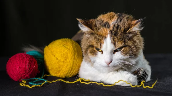 Трёхцветная кошка обнимает шары жёлтой красной синей пряжи — стоковое фото