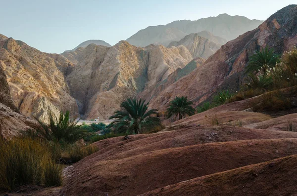 Paisaje de montaña con palmeras y plantas en el desierto de E — Foto de Stock