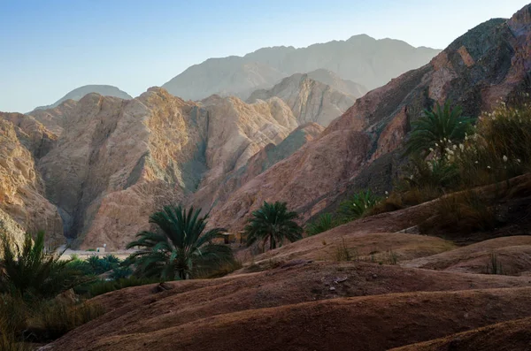 Paisagem montanhosa com palmeiras e plantas no deserto de E — Fotografia de Stock