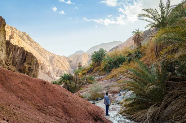 Paisaje de montaña con palmeras y plantas en el desierto de E —  Fotos de Stock