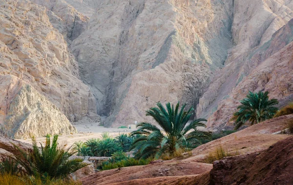 Paisagem montanhosa com palmeiras e plantas no deserto de E — Fotografia de Stock