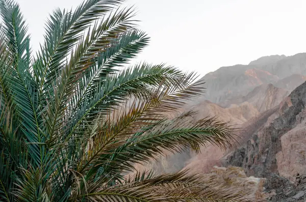 Ramas de palma en el fondo de las montañas rocosas en el ev — Foto de Stock