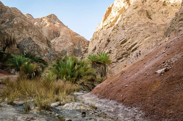 Paisaje de montaña con palmeras y plantas en el desierto de E — Foto de Stock