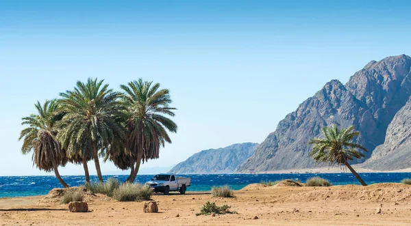 Coche bajo las palmeras en el Mar Rojo en Egipto — Foto de Stock