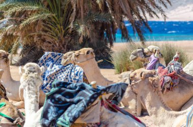 Develer çöl Mısır Dahab Güney Sina yalan karavan