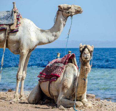 Mısır Dahab South Sinai'deki / daki Denizi'nin kıyısında iki deve portresi
