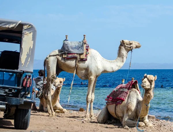 Três camelos na costa do mar no Egito Dahab Sul Sinai — Fotografia de Stock