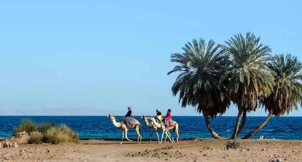 Três meninas egípcias montando camelos passeio ao longo da costa do Mar Vermelho — Fotografia de Stock