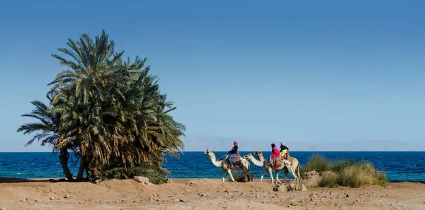 Três meninas egípcias montando camelos passeio ao longo da costa do Mar Vermelho — Fotografia de Stock