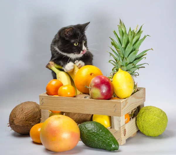 Chat noir et blanc garde une boîte avec des fruits exotiques — Photo