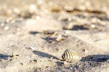 kum üzerinde küçük deniz kabuğu yakın