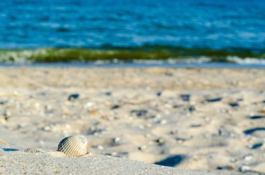 kum nea denizde deniz kabuğu