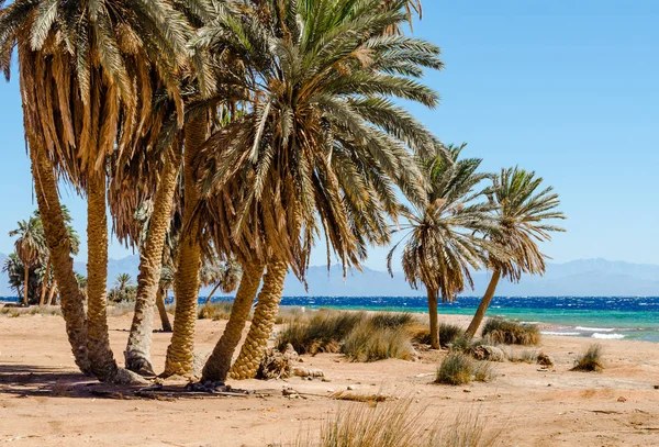 palm trees on the Red Sea in Egypt