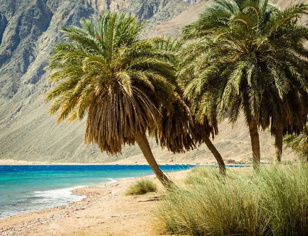 Palm trees on the Red Sea on the background of high rocky cliffs — Stock Photo, Image