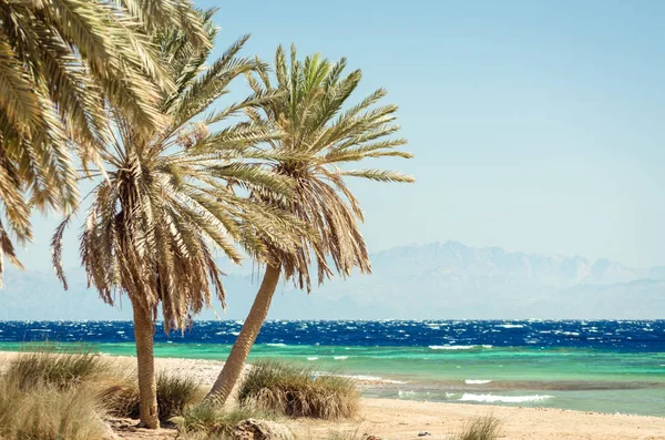 palm trees on the Red Sea on the background of high rocky cliffs