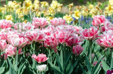 pembe hibrid lale ile büyük çiçekli çiçek yatak