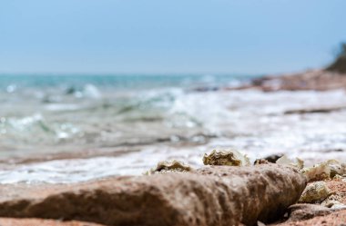 denizin arka planında sahilde kum üzerinde deniz kabukları