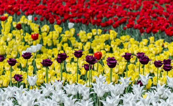 Nagy virágzó virágágyás vörös és fehér sárga sokszínű — Stock Fotó