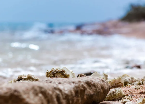 Muscheln auf dem Sand am Strand vor dem Hintergrund des Meeres Nahaufnahme — Stockfoto