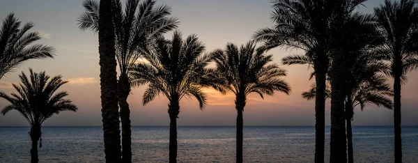 Silhueta paisagem noturna de palmeiras no fundo do céu por do sol e do mar no Egito — Fotografia de Stock