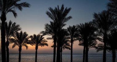 Mısır'da gökyüzü ve bulutlar ile palmiye ağaçları ve deniz silueti arka planda akşam günbatımı manzara