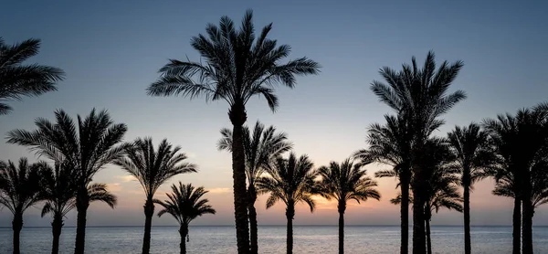 Soir coucher de soleil paysage sur le fond de la silhouette de palmiers et la mer avec le ciel et les nuages en Egypte — Photo