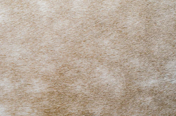 bir bej at closeup deri dokusu