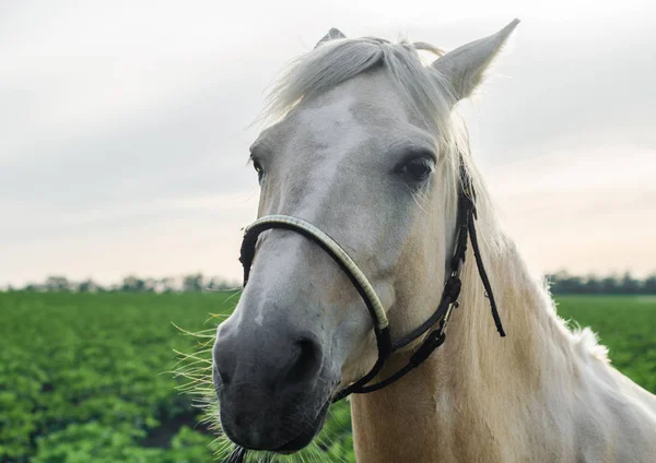 Портрет бежевого коня на фоні зеленого поля і неба крупним планом — стокове фото