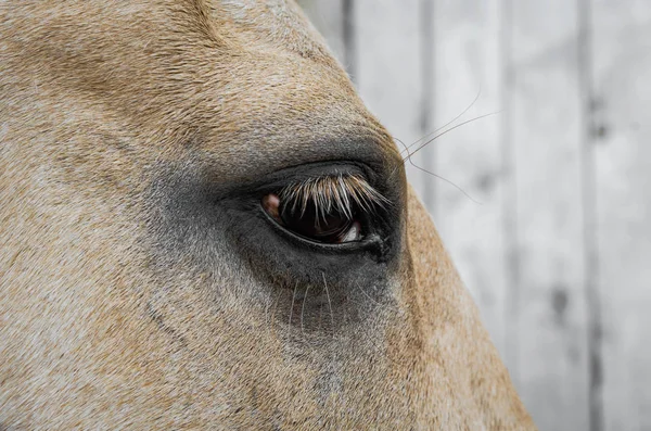 Pohled na béžový kůň zblízka — Stock fotografie