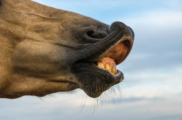 Зуби коня на фоні блакитного неба крупним планом — стокове фото