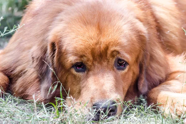 Close-up portret snuit van rode hond ras Tibetaanse Mastiff — Stockfoto