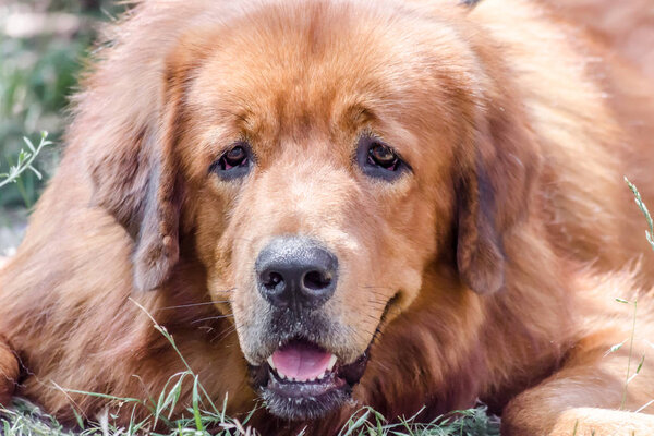 Closeup portrait muzzle of red dog breed Tibetan Mastiff
