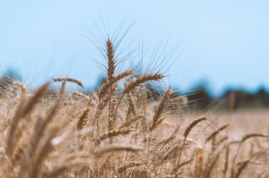 berrak mavi gökyüzünün arka planında bir çiftlikte bir alanda buğday sivri