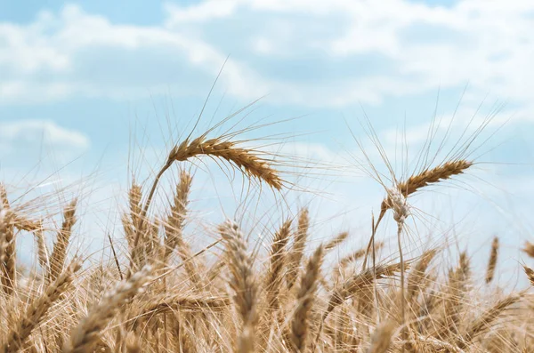 Spikelets av vete på ett fält på en gård mot en blå himmel och vita moln — Stockfoto