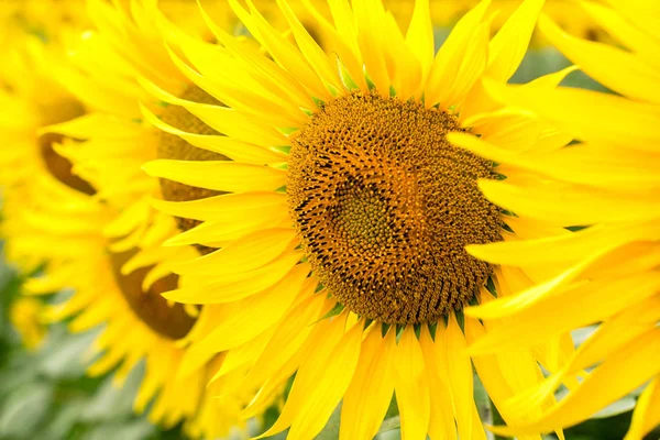 Sfondo girasoli gialli su un campo primo piano — Foto Stock