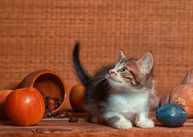 bir tabby renkli kedi yavrusu ile kırsal natürmort