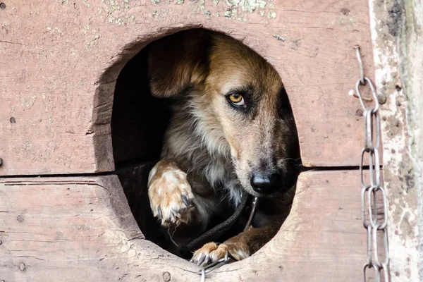 Angstige volwassen hond kijkt uit van zijn Doghouse — Stockfoto