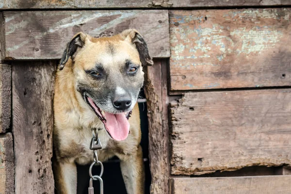 Dorosły pies patrzy z jego Doghouse z Sly wygląd — Zdjęcie stockowe