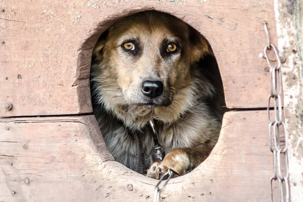 Przerażony dorosły pies patrzy z jego Doghouse — Zdjęcie stockowe